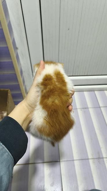 bala pişik pulsuz: Yaxşı əllərə — 2