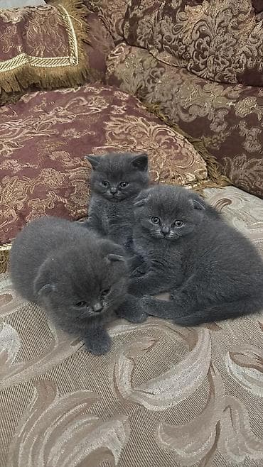 boz pişik adları: Boz tüklü balaca pişiklər - Cins: Qısa tüklü, boz rəng (bütün balalar — 1