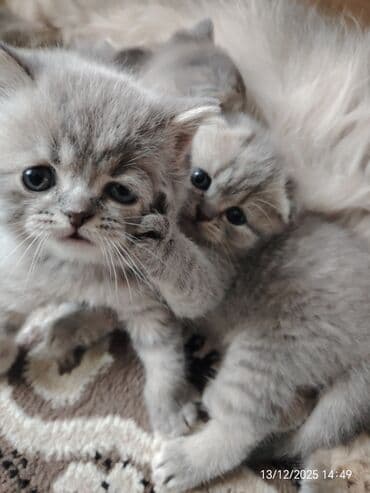 pişik cantası: Şotland yastı qulaq — 3