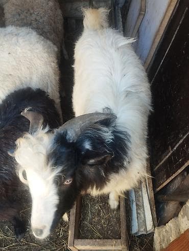 sani kecileri: Qara-ağ rəngdə iki baş keçi satılır. Xüsusiyyətlər: - Cins: yerli — 3