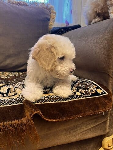 quba heyvanlar: Pudel, 2 ay, Erkek, Pulsuz çatdırılma — 4