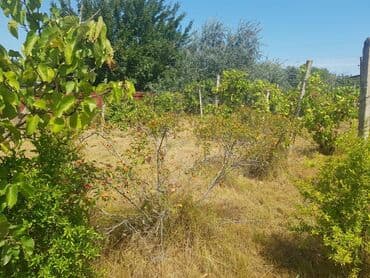 dübəndi torpaq: 23 sot, Tikinti, Makler, Kupça (Çıxarış) — 14