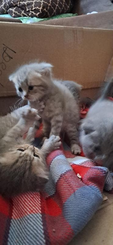 pişik cutlesdirmek: Şotland, Yaxşı əllərə, Ödənişli çatdırılma — 5