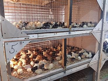 cüce adları: Toyuq cücələri, Ətlik — 3