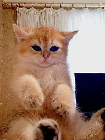 pişik üçün latok: Britan, Erkək, Yaxşı əllərə, Ünvandan götürmə — 4