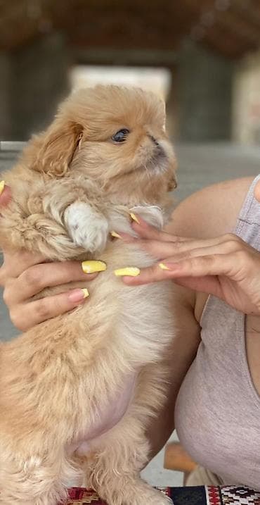 Quşlar: Pekines, Dişi, Sənədli, Ödənişli çatdırılma — 2