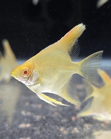 bala pitbul: Mələk balığı (skalyari), Sülhsevər — 3