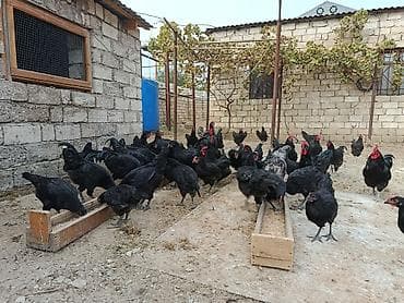 detoxic qurd dermani: Alman cinsi olan həm ətlik həmdə yumurtalıq astralop toyuqlarının — 6