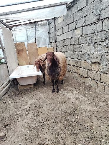quba heyvan satışı: 2 əlkey qala qoçu Qurbanligada yarıyır tumluğada əldə saxlanılıb arpa — 5