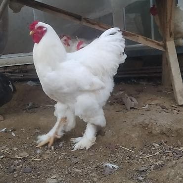 pitbull tap az: Toyuq, Brama, Damazlıq — 3