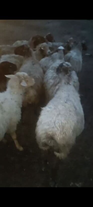 Məhsul: Qoyun sürüsü Salam.Qoca qoyunlardi.15 basdi.160 manatdan