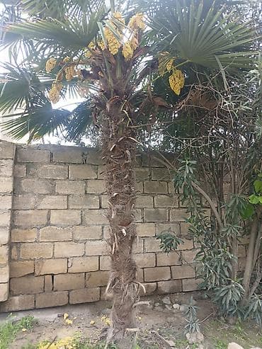 koz ve komur arasindaki ferq: Trachycarpus fortunei (yelpənək xurması) – həyət və bağ üçün dekorativ — 2