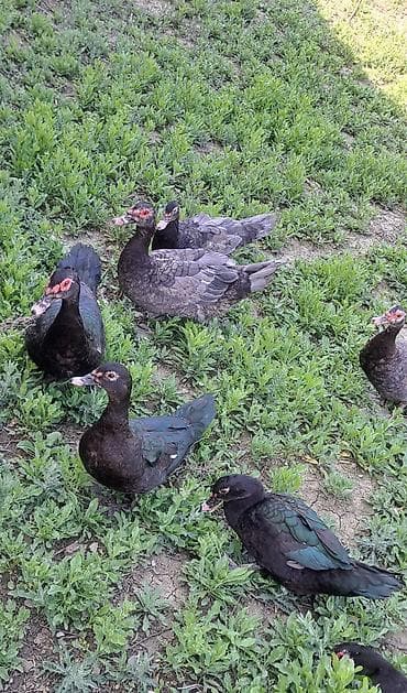 bala dovşanlar: Erkək, Ətlik, Pulsuz çatdırılma — 8