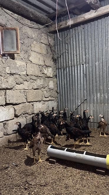 kend xoruzu: 1 ay yarımlıq heyratı cücələri xoruzdarı 15 ə verrəm fərəni 10 a — 3
