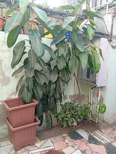 col bitkiləri: Bitki: Ficus elastica (Kauçuk ağacı) Hündürlüyü 2m-dən çoxdur. - — 4