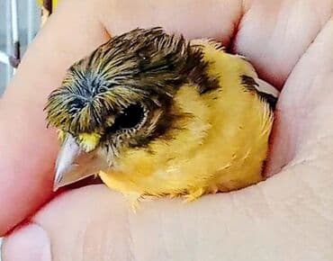 pişik adları erkek: Kəkilli erkək əla quşdu 7aylıq erkəkdi əlaqe saxlıyın0555381797 — 2