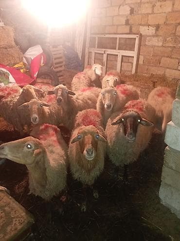 lal ordek balasi satilir: 12 dənə qoyundu qoyunların 6 sı subaydı 6 dənəsidə balalıdı isdəyən — 2