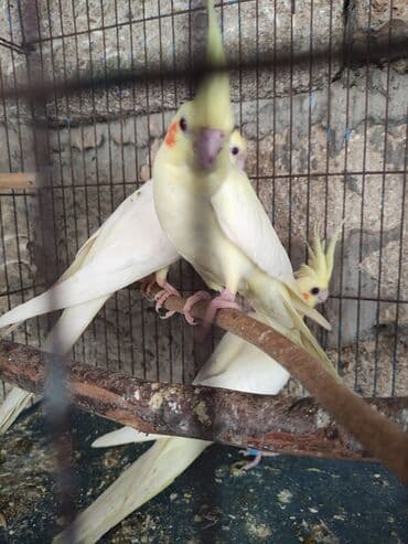 hazır inşalar: Korella ayağlari üzüklü seçmə quşlardi hazir quşlar cute hazir Balada — 5