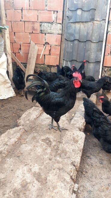 хаски цена в баку: Курица, Australop, Для разведения, Самовывоз — 2