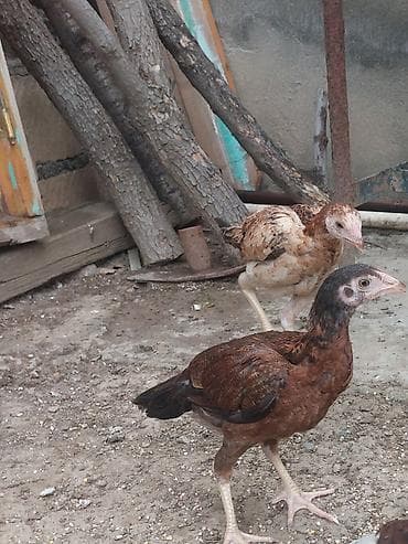 cüce: Toyuq cücələri, Damazlıq — 7