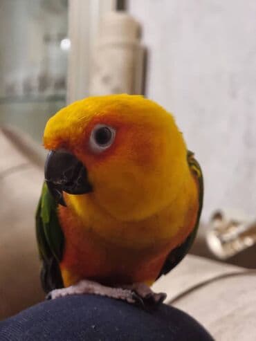 попугай ара цена: ARATINKA papuqayı Temiz əl quşudu dislemir musigini oynamagi cox sevir — 1