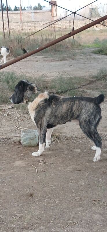 собака отдам в хорошие руки: Гурдбасар, 2 года, Самец, С прививками, Платная доставка — 3