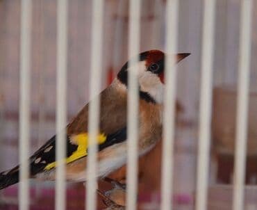 İtlər: Meşə bülbülü.
Cütdür — 1