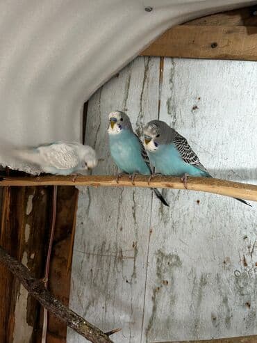 bala tutuquşu: Cütə hazır erkek mavi erkek tutuqusular satılır, əlaqə votsap yalnız — 3