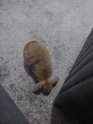 Digər heyvanlar: Ev dovşanı – asqılıqulaq (lop) tipli, krem/qızılı rəngli - Cins/type — 4