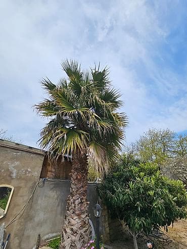 dekorativ otaq bitkiləri: Sağlam və baxımlı Palma ağacı satılır - 4 metr gövdə (Vaşinqtoniya) — 2