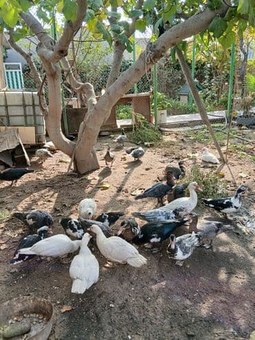 cücə satışı 2023: Erkək, | Lal ördək, Ətlik, Ünvandan götürmə, Ödənişli çatdırılma — 3