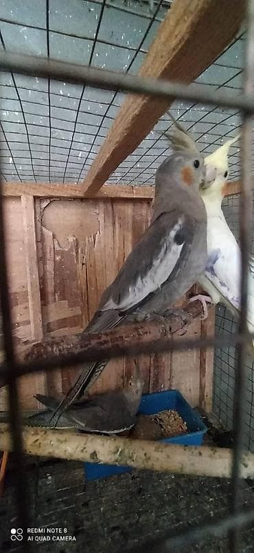 kirpi satisi: Salam. Karella adi ile taninmis olan quslar satilir'yaslari 1ay 15 — 2