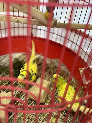 Mini: Məhəbbet quşlari erkek-dişi qefesle birlikde satilir ünvan bakıxanov — 3