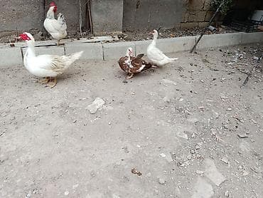 quslar haqqinda melumat: Salam öz qapımın heyvanlarıdı maşallah sağlam heyvanlardı 2 dişi bir — 3