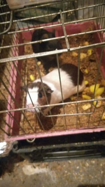 kirpi heyvan: Pulsuz Svinka deniz donuzu isteyirem Deniz donuzu(marskoy svinka) — 2