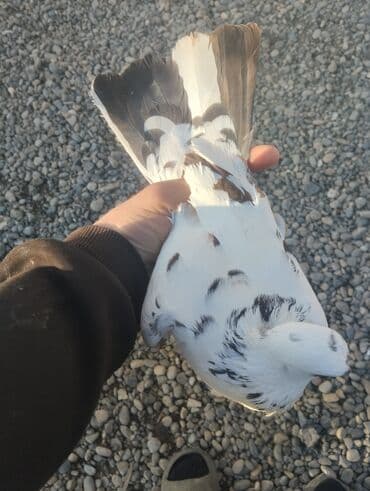 Tata: - Məhsul: Ev güvəni/peykan göyərçin (ağ rəngli, qara ləkəli) - — 1