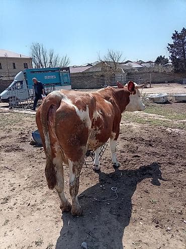 şvis inək: Südlük inək – 4 baş - Cins: qarışıq südlük (qara-ağ və ağ-qəhvəyi — 8