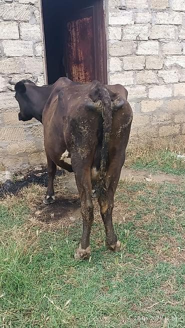 С/х животные и товары: Birinin qiyməti 1700 Ağ rəngli, qısa buynuzlu inək - Tip: Yerli — 8