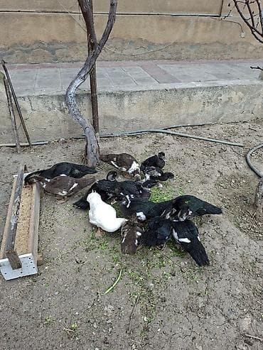 pisik ucun evler: Muscovy ördəkləri (indoutka) – bir qrup gənc quş - Rənglər: qara-ağ — 2