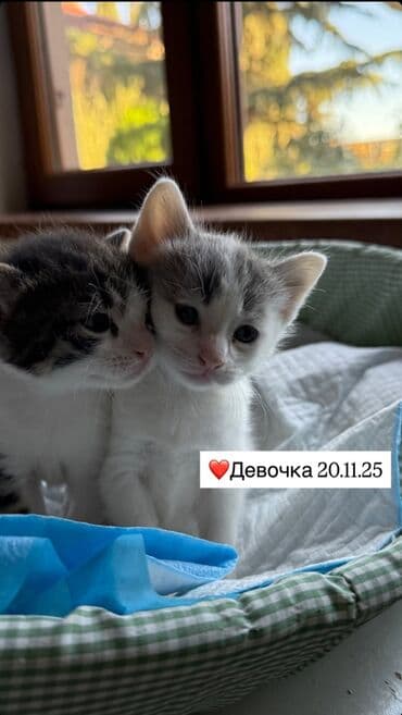 отдам котят в добрые руки: Erkək, Dişi, Yaxşı əllərə — 2