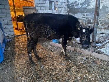 Inəklər, öküzlər: Dişi danadı körpe Bakı malıdı tovle malıdı — 4