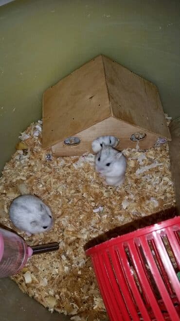 енот в баку купить: Cunqariklər ələ öyrəşiblər dişləmirlər Stresi əsəbi — 5