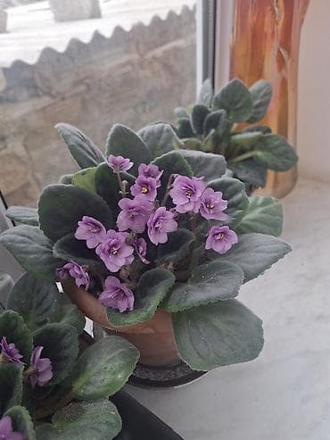 ev gulleri ve adlari: Bənövşə (Saintpaulia) otaq bitkisi - Rəng: açıq-bənövşəyi çiçəklər — 1