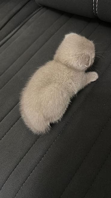 Akvariumlar: Scottish Fold balaca pişik balası – klassik “blue/boz” rəng - — 2