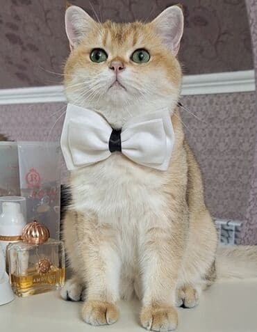 Qızıl şinşilla, Erkək, Cütləşmə üçün lalafo.az -da Qızıl şinşilla, Erkək, Cütləşmə üçün