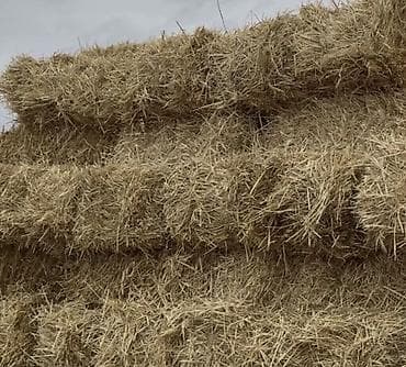 Saman bağlamaları Saman packasi arpa samanidi yaxwi kip paçkalardi