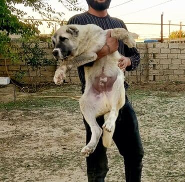 шпиц цена в баку: Кангал — 4