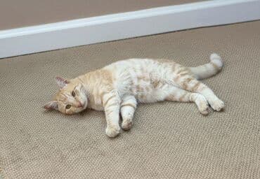 Erkək, Yaxşı əllərə