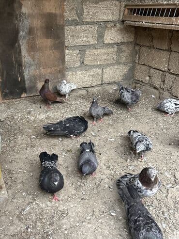 etibarli əllərə verilir: Saglam ve problemsiz heyvanlar tutulma ve tergitme . İcinde cütderde — 7