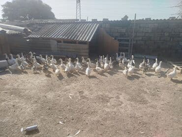 cins ineklerin qiymeti: Salam topdan dişi,erkek ördəklər satılır. Bir dənəsi 15 manat. Topdan — 4